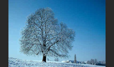 Weiße Roßkastanie (Aesculus hippocastanum)