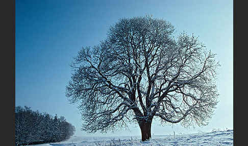 Weiße Roßkastanie (Aesculus hippocastanum)