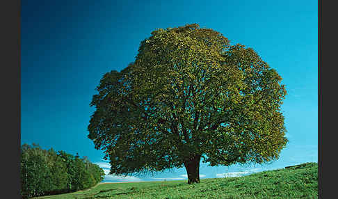 Weiße Roßkastanie (Aesculus hippocastanum)