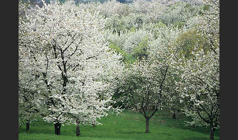 Streuobstwiese (meadow orchard)