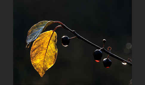 Faulbaum (Frangula alnus)