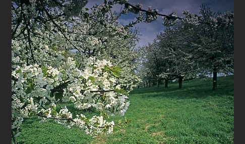 Streuobstwiese (meadow orchard)