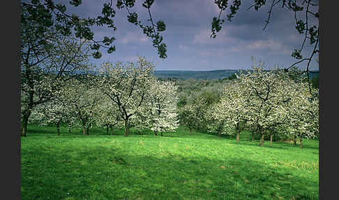 Streuobstwiese (meadow orchard)