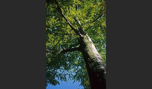 Rot-Buche (Fagus sylvatica)