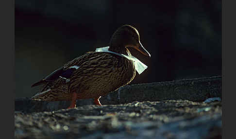 Stockente (Anas platyrhynchos)