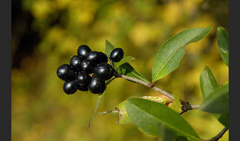 Gemeiner Liguster (Ligustrum vulgare)