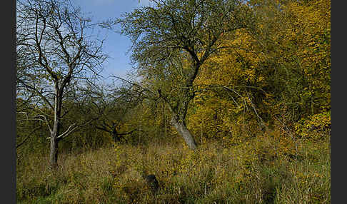 Streuobstwiese (meadow orchard)