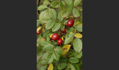 Hunds-Rose (Rosa canina)