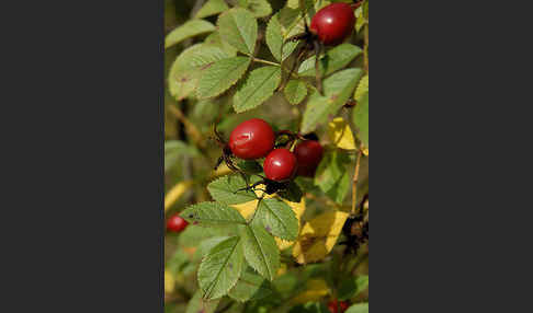 Hunds-Rose (Rosa canina)