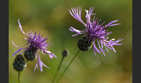 Wiesen-Flockenblume (Centaurea jacea)