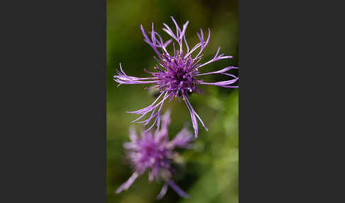 Wiesen-Flockenblume (Centaurea jacea)