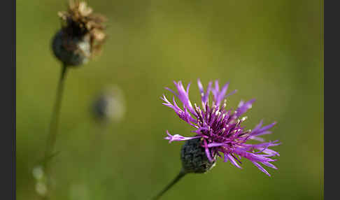 Wiesen-Flockenblume (Centaurea jacea)