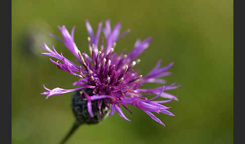 Wiesen-Flockenblume (Centaurea jacea)