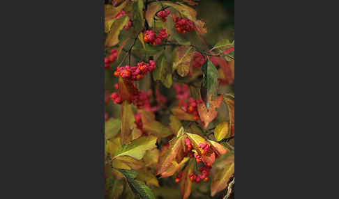 Europäisches Pfaffenhütchen (Euonymus europaea)