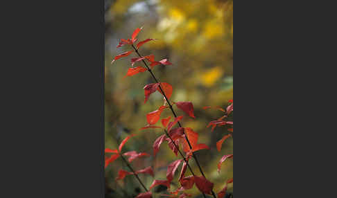 Faulbaum (Frangula alnus)