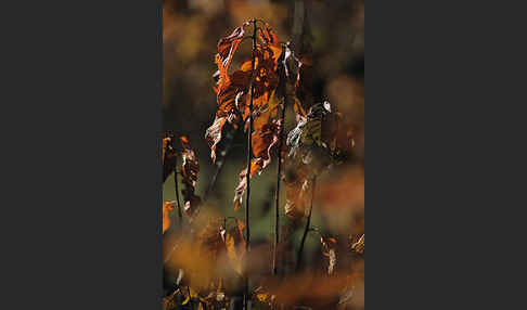 Faulbaum (Frangula alnus)