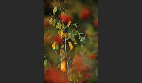 Faulbaum (Frangula alnus)