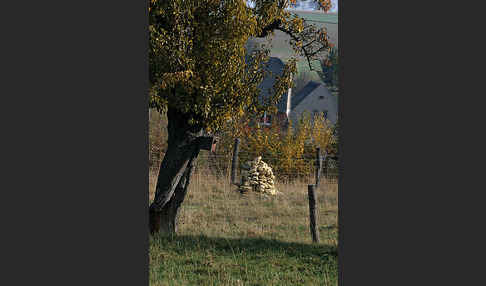 Streuobstwiese (meadow orchard)