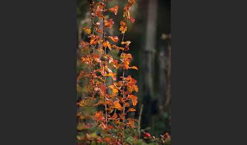 Weißdorn (Crataegus spec.)