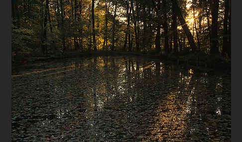 Herbst (autumn)