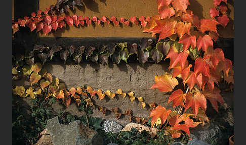 Wilder Wein (Parthenocissus spec.)