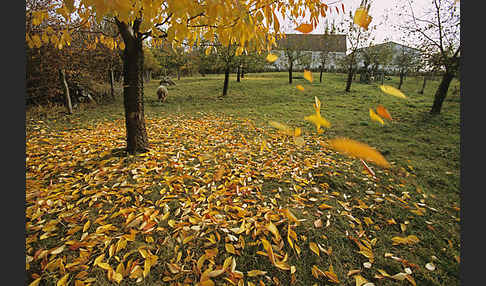 Streuobstwiese (meadow orchard)