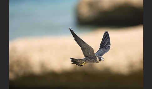 Schieferfalke (Falco concolor)