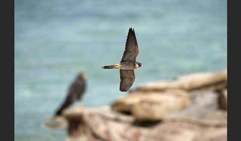 Schieferfalke (Falco concolor)