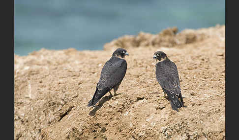 Schieferfalke (Falco concolor)