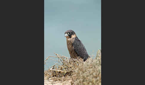 Schieferfalke (Falco concolor)