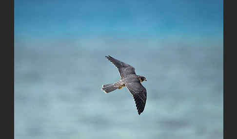 Schieferfalke (Falco concolor)