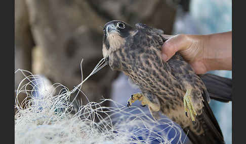 Schieferfalke (Falco concolor)