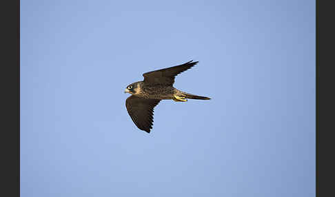 Schieferfalke (Falco concolor)