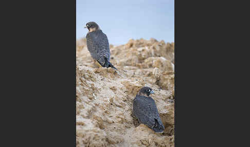 Schieferfalke (Falco concolor)