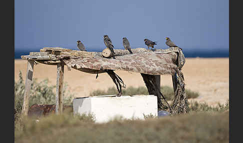 Schieferfalke (Falco concolor)