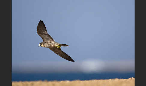 Schieferfalke (Falco concolor)