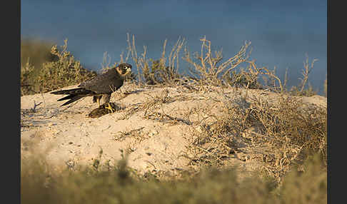 Schieferfalke (Falco concolor)