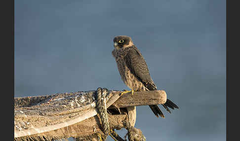 Schieferfalke (Falco concolor)