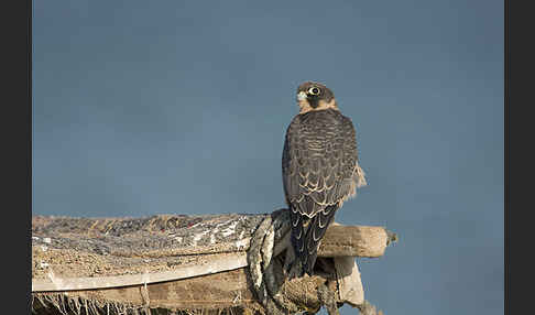 Schieferfalke (Falco concolor)