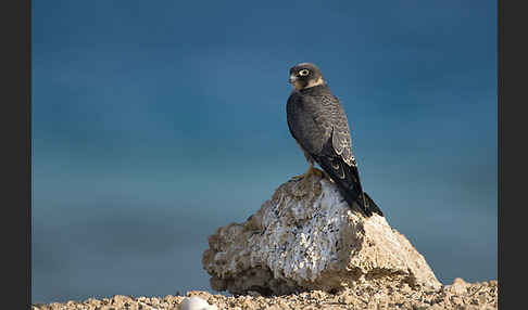 Schieferfalke (Falco concolor)