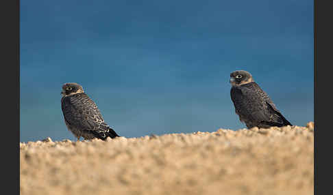 Schieferfalke (Falco concolor)