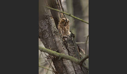 Waldkauz (Strix aluco)