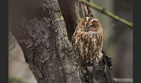 Waldkauz (Strix aluco)