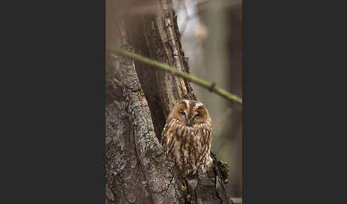 Waldkauz (Strix aluco)