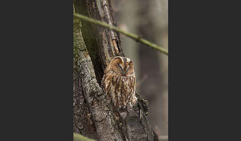 Waldkauz (Strix aluco)