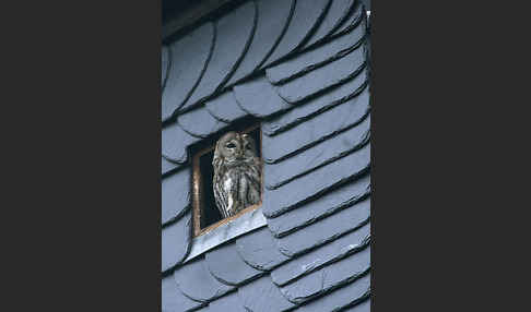 Waldkauz (Strix aluco)