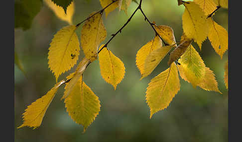 Berg-Ulme (Ulmus glabra)