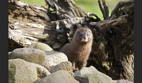 Europäischer Nerz (Mustela lutreola)