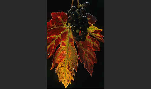 Weinrebe (Vitis vinifera sspec.)