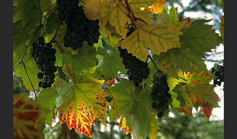 Weinrebe (Vitis vinifera sspec.)